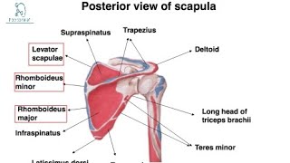 scapulabd chaursiya booklecture2 [upl. by Southard]