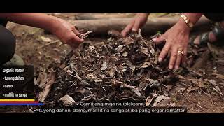 Paano Pangalagaan ang Cacao [upl. by Aticilef]