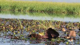 African Jacana Chicks with their Dad [upl. by Esinahs]