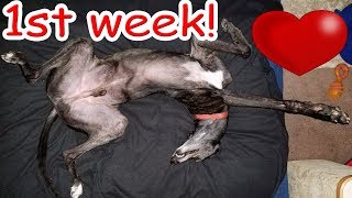 Adopting a Greyhound 💗 My 1st week with my retired racing dog [upl. by Nylatsirk]