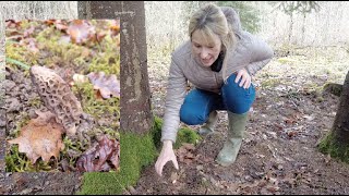 🍀 Tuto Nature du JHM  Comment trouver des morilles [upl. by Nyluqcaj31]