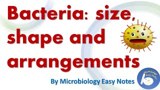 Bacteria shape size and arrangements [upl. by Hyrup]