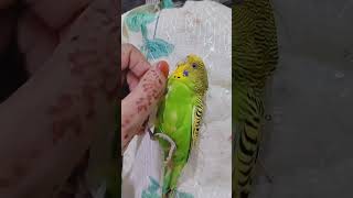 Kitna cute hai yaar 🥹🥺😻🥰shorts youtubeshorts trending shortsfeed Animalbirdloversviralvideo [upl. by Sidell]