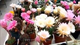 Echinopsis and Trichocereus hybrid flowering now [upl. by Ronda]