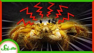 Ghost Crabs Take Stomach Growling to a Whole New Level [upl. by Naam699]