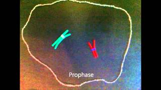 Mitosis claymation  IPMAT [upl. by Auqinahc]