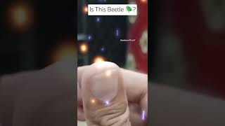 This is an amazing insect Beetle 🪲  subscribe share beetle insects wildlife mustwatch fly [upl. by Puett784]