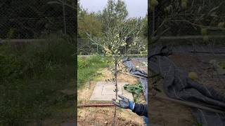 Pruning and Harvesting Olive Tree🌱🫒 [upl. by Airotcivairam]