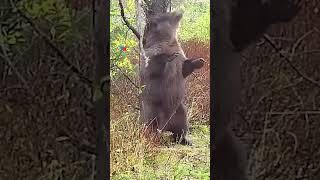 Una cámara oculta captó a un oso pardo disfrutando de un árbol para rascarse y marcar territorio [upl. by Ecirtak635]