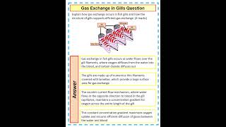 How to answer a 4 mark A Level Biology Question on gas exchange in gills [upl. by Jolda483]