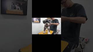 Schnauzer Styling Practice Immersive Hair Cutting Pet Grooming Training [upl. by Shelburne622]