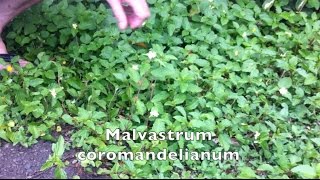 Malvastrum coromandelianum [upl. by Aleras]