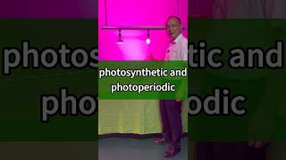 Photosynthetic and photosynthetic growlights [upl. by Esaele]