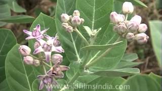 Apple of Sodom flower in Agra [upl. by Mcgurn]