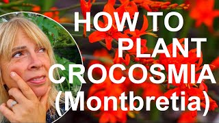 How to Plant and Grow Crocosmia Bulbs  Montbretia [upl. by Zavala541]