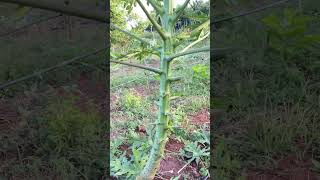 Papaya leaves cutting [upl. by Dunaville676]