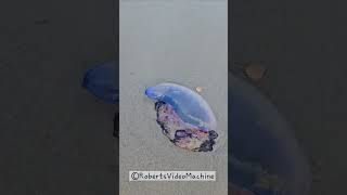 Portuguese Man O War Jellyfish Close Up at Cocoa Beach Florida jellyfish manowar [upl. by Marika]