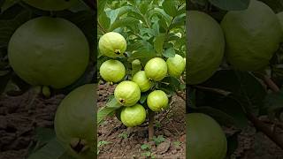 Grow Guava Trees from Cuttings The Beginners To Advance Guide [upl. by Prebo]