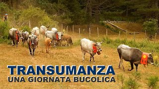 Campana CS  Transumanza e Tranquillità bucolica [upl. by Suchta]