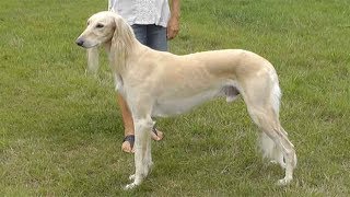 Dog Breed Video Saluki [upl. by Chester453]