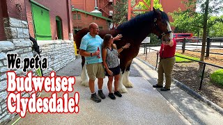 Petting a Budweiser Clydesdale  A weekend in St Louis visiting the Arch Busch Stadium and Bud [upl. by Barthold]