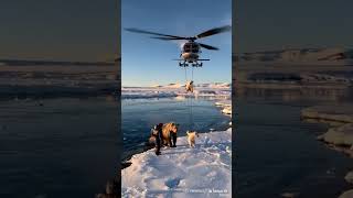 Polar Bear amp Her Twins Rescued From Heli At Atlantic Sea cute [upl. by Adnalro]