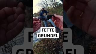 NED RIG am Kanal  leider nicht der Zielfisch ☹️ angeln fishing grundel nedrig [upl. by Hedy12]