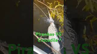 Piranhas Eating A Crocodile piranha crocodile shorts eating viral viralvideo [upl. by Eselehs862]