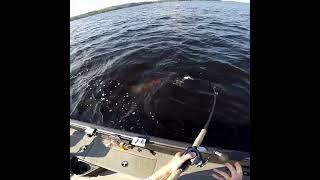 Muskie eats bucktail in the eight fishing muskie outdoors musky [upl. by Joe]