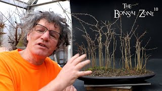 Developing My Osage Orange Forest The Bonsai Zone Jan 2023 [upl. by Niassuh]