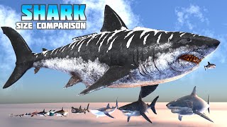 Shark Size Comparison Megalodon vs Great White [upl. by Kenlee791]