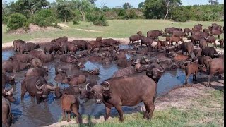 African Cape Buffalo at Nkorho Cam has no audio Audio used is a previous herd at Nkorho [upl. by Lars]