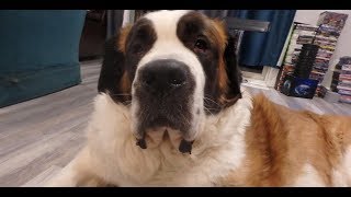 GIANT St Bernard Dog Wants to Play  BIGTHOVEN [upl. by Mile717]