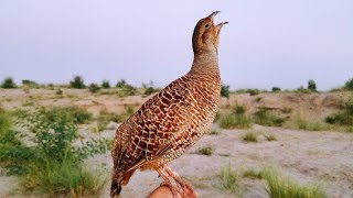 Teetar ki awaz  teetar sound  female teetar awaz  gray francolin teetar voice [upl. by Palla684]