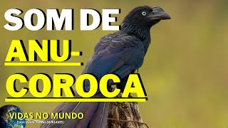 Som de Anucoroca  Crotophaga major Vidas No Mundo [upl. by O'Donnell786]