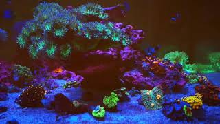 Mixed Reef Shallow Peninsula Tank [upl. by Cheryl]