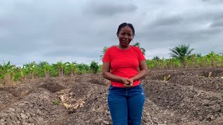 Farm Tour  New farm edges for corn and cassava [upl. by Nylirehs]