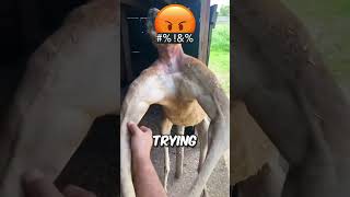 He shouldve never PROVOKED this KANGAROO😱 [upl. by Onavlis]