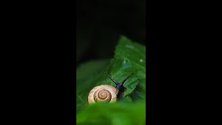 quotWhats so special about snails Discover the Worlds Slowest Animalquotshortvideo shorts [upl. by Carrew]