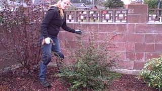 How To Prune Fuchsia thymifolia [upl. by Llereg]