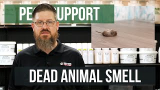 How do I Get Rid of Dead Animal Smells  Pest Support [upl. by Acirema]