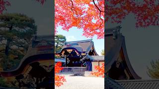 Autumn leaves in Kyoto Kyoto Imperial Palace Shimogamo shrine Nijo castle travel fallfoliage [upl. by Leverett]