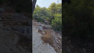 Mariza Beach Agistri Island’s Hidden Cliffside Paradise 🌊🏖️🇬🇷 [upl. by Cecilia]