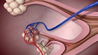 Normal Lung Anatomy and Function [upl. by Lander]