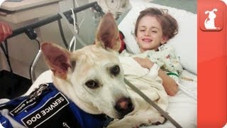 Healing Power of Pets  Seizure Detecting Dog assists boy [upl. by Carry617]