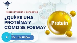 🧬 ¿Qué es una Proteína y Cómo se Forma  ¡Descubre los Secretos de su Estructura 🌟 [upl. by Atena]