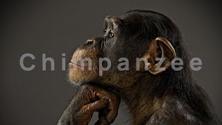 1 Hour Of Monkey Noises  Monkey Sounds  Chimpanzee Sound [upl. by Annora258]