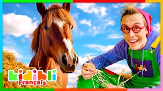 Découvrons le Monde des Chevaux  Vidéos Educatives pour Enfants  Kidibli [upl. by Osithe]