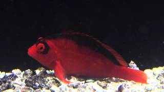 Species Spotlight Season 2  The Flame Hawkfish Episode 32 [upl. by Glad]