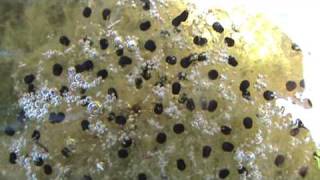 Green frog eggs [upl. by Joao]